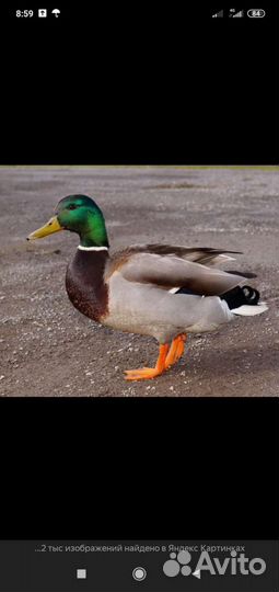Селезень подсадной утки