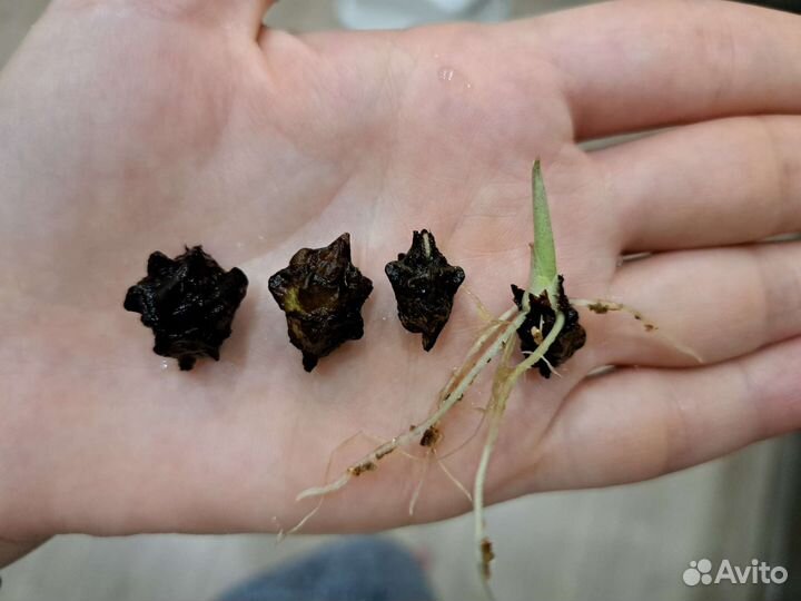 Алоказия Макрориза