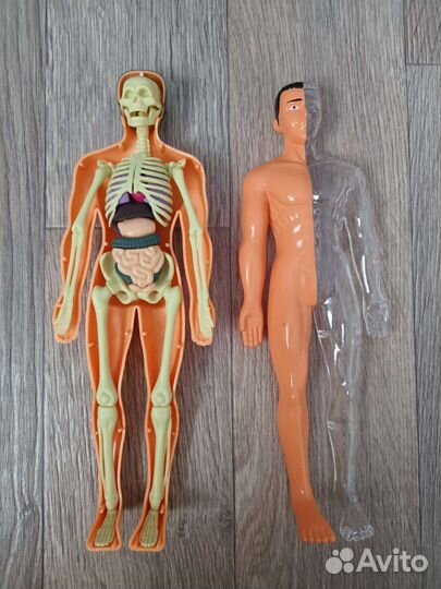Анатомическая модель, детские книги об анатомии