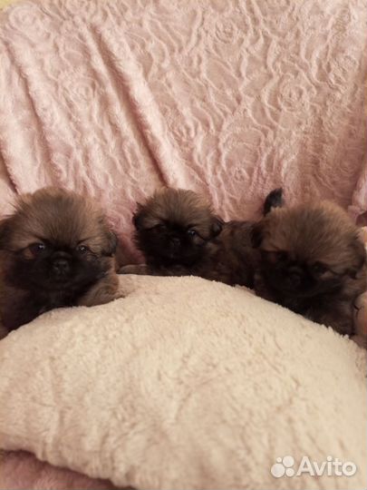 Щенки пекинеса