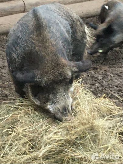 Продам поросят