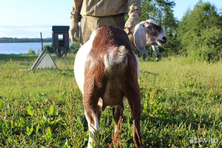 Продам нубийскую козу