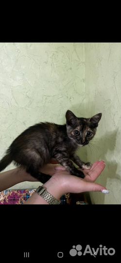 Черепаховая кошечка ищет дом