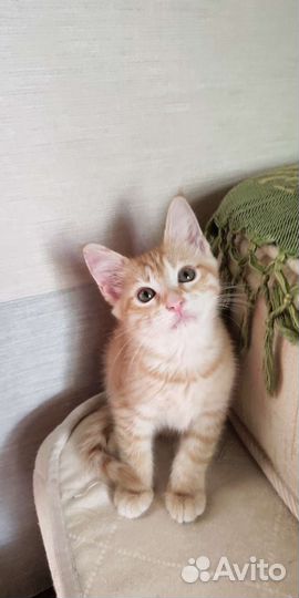 Рыжий котенок в добрые руки