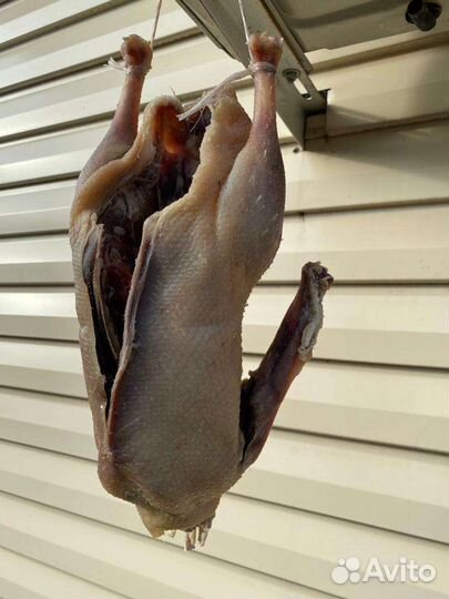 Казылык, казы, вяленые гуси, свежие гуси