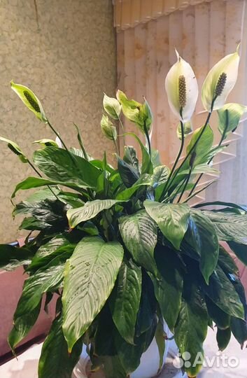 Спатифиллум