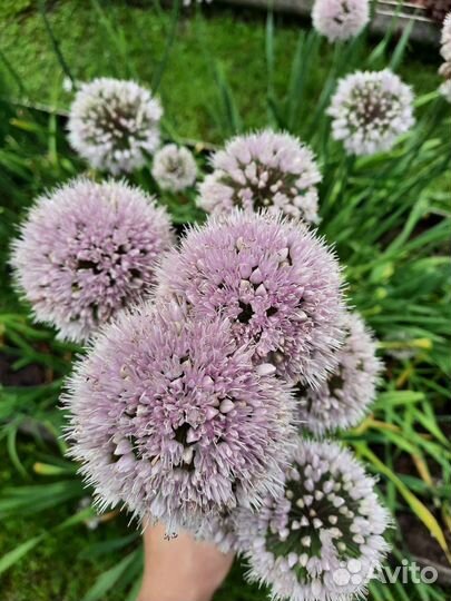 Многолетние цветы