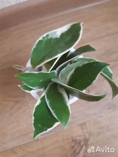 Хойя кримсон квин