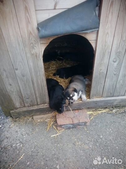 Щенки в добрые руки