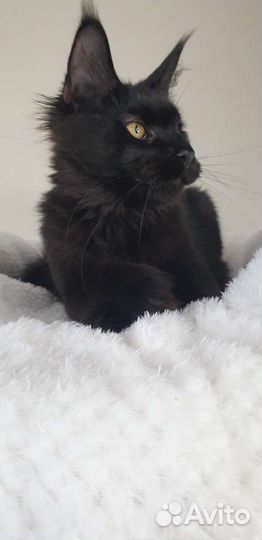 Черная пантера