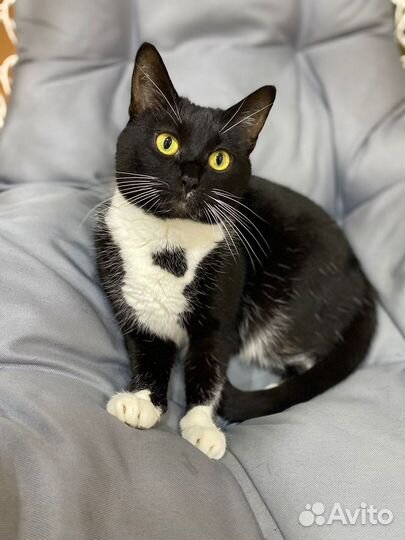 Кошечка Маня, очень хочет домой