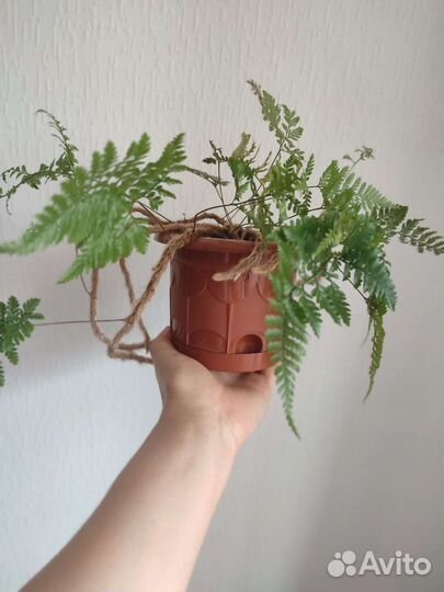 Папоротник Даваллия