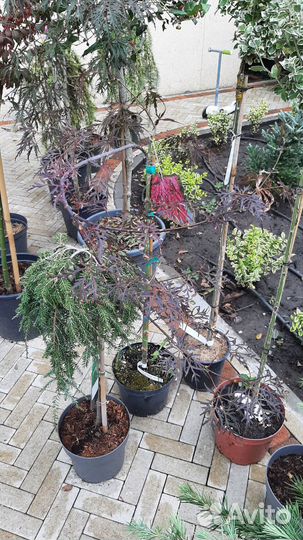 Клен веерный оранж дрим, японский и другие