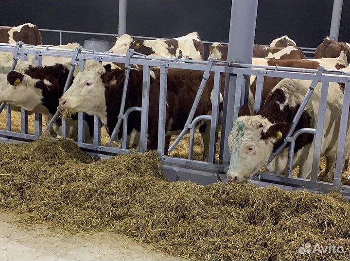 Хэдлок для коров, телят, быков