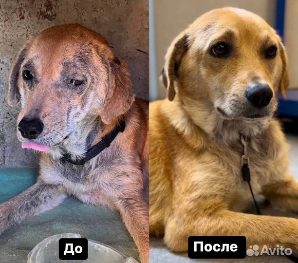 Собака в добрые руки метис лабладора