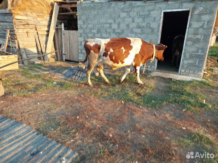 Продаю коровы дойные 5 голов