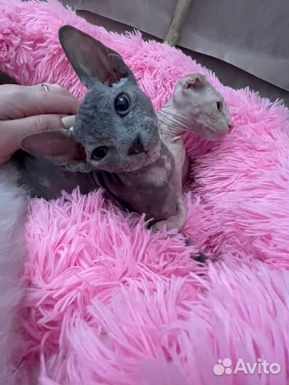 Сфинксы.Левкой