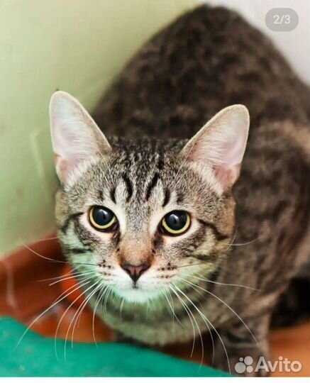 Кошка Рысенок 7 месяцев, стерелизованна