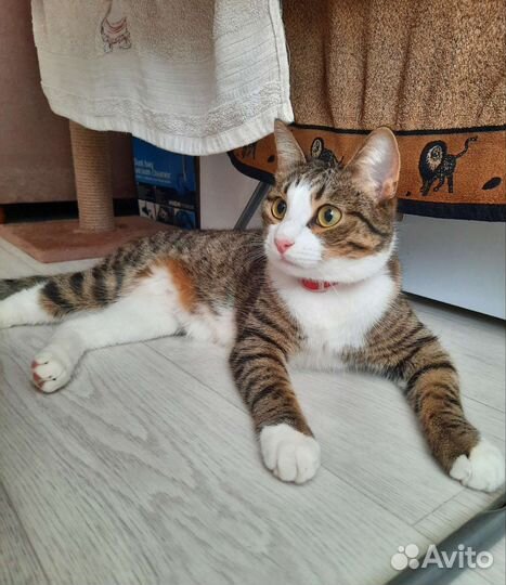 Кот Изюм ищет хозяев