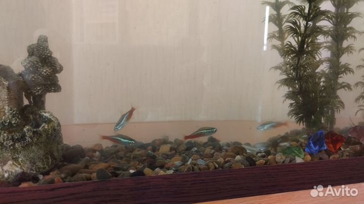 Аквариум 12 л в комплекте со всем