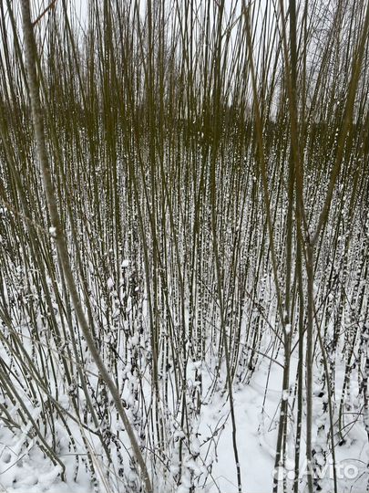 Черенки сортовой ивы