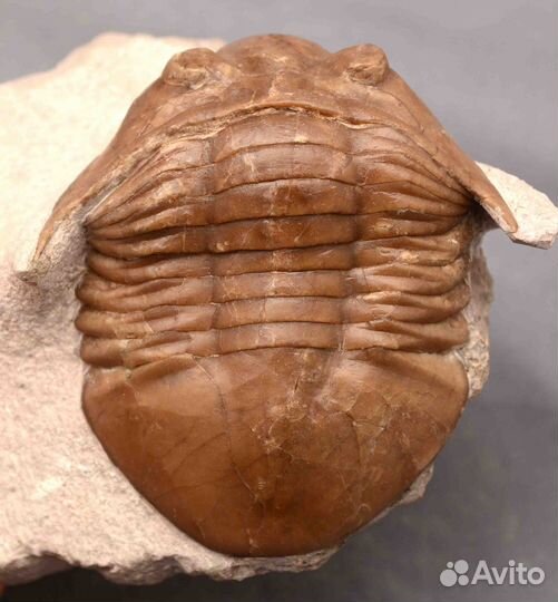 Трилобит Asaphus platyurus #4530 окаменелость