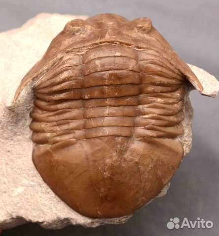 Трилобит Asaphus platyurus #4530 окаменелость