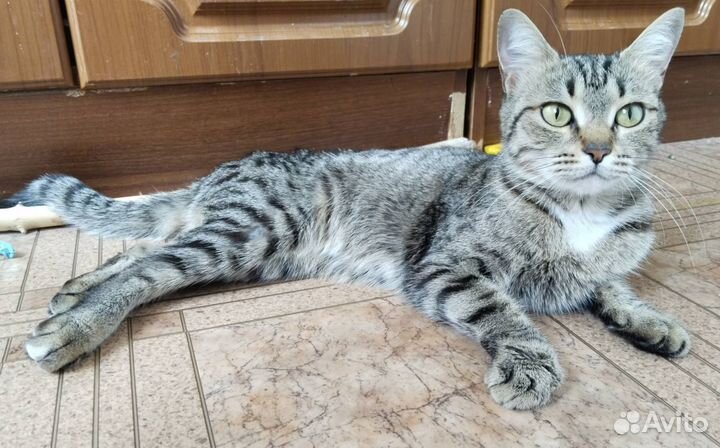 Милашка Милка