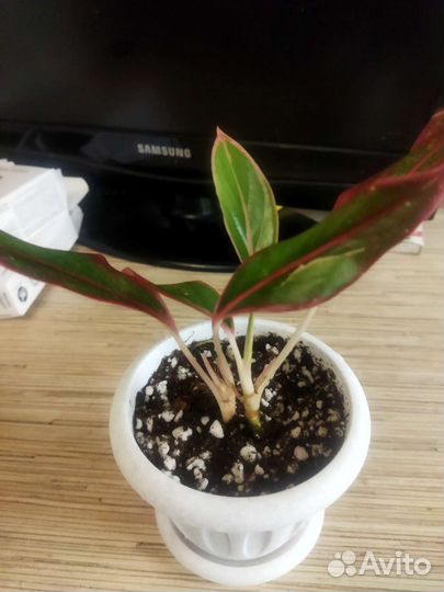 Аглаонема крит