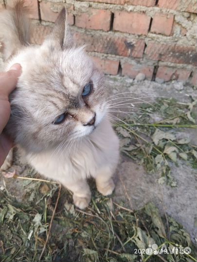 Персидская