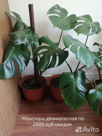 Продаю комнатные цветы