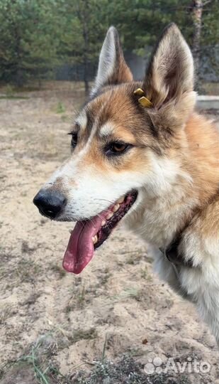 Собака в добрые руки