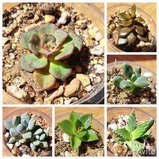 Суккуленты