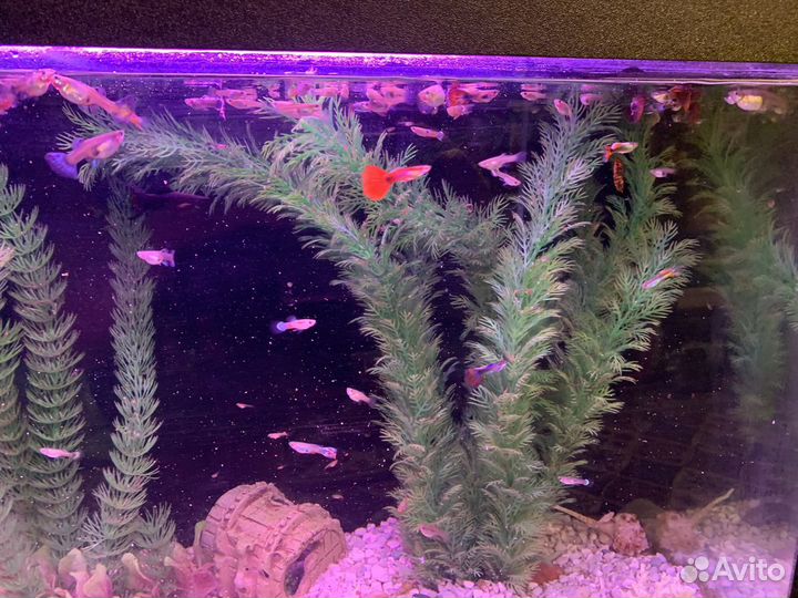 Аквариум с тумбой бу