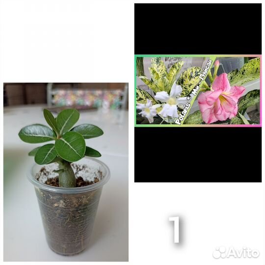 Сортовые адениумы