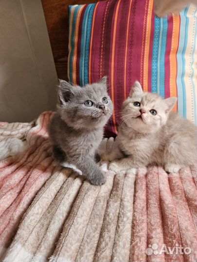 Шотландские котята