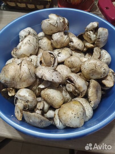 Грибы свежие шампиньоны