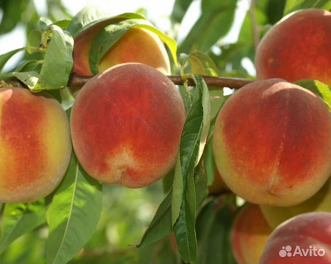 Персик Донецкий жёлтый