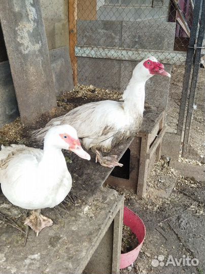 Петухи и индоутки