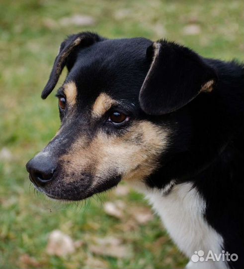 Собака Гризли, 2.5 года, настоящий охранник