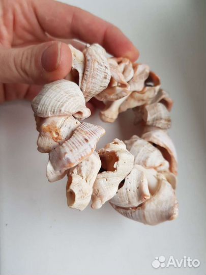 Морские ракушки раковины
