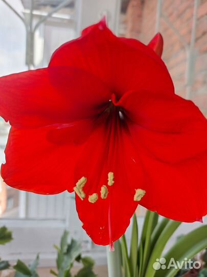 Гиппеаструм, гипеаструм, амаралис