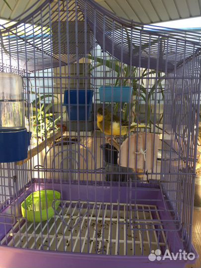 Канарейки (Кенр)