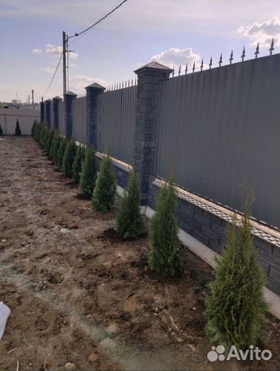 Туи для изгороди