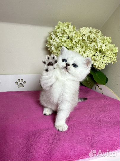 Шиншилловые девочки