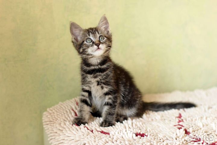 Котята малыши бесплатно в дар