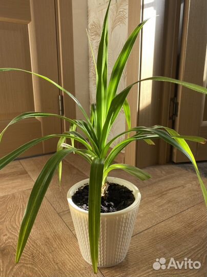 Комнатные цветы панданус
