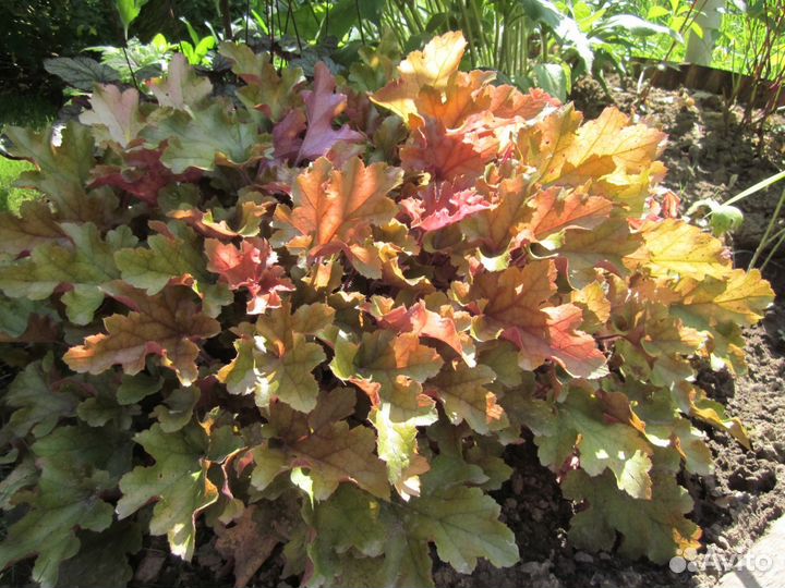 Гейхера Мармелад (Heuchera Marmalade)