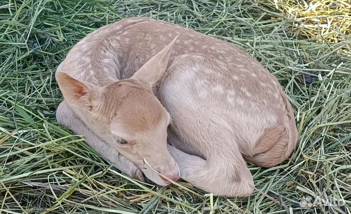 Лань европейская