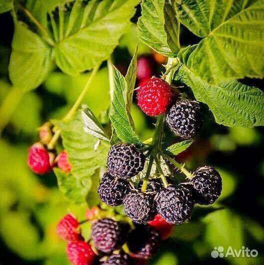 Саженцы малины чёрной сорт Кумберлен